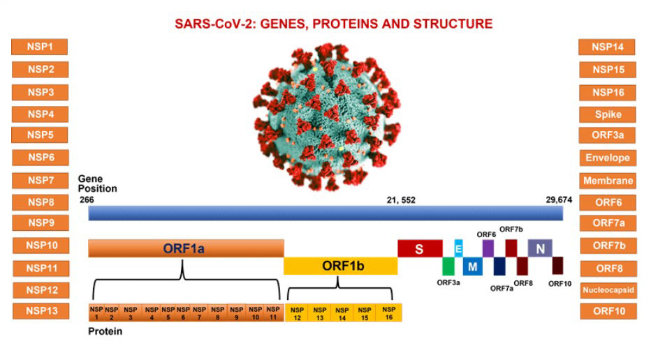 SARS-CoV-2: Genes Proteins and Structure
